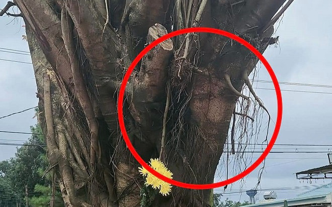 Sự thật về vỏ cây có hình khuôn mặt người gây xôn xao dư luận Ảnh 2