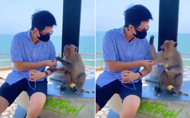 Tặng khỉ con đồ ăn, nam du khách bỗng hét toáng bởi diễn biến sau đó Ảnh 2