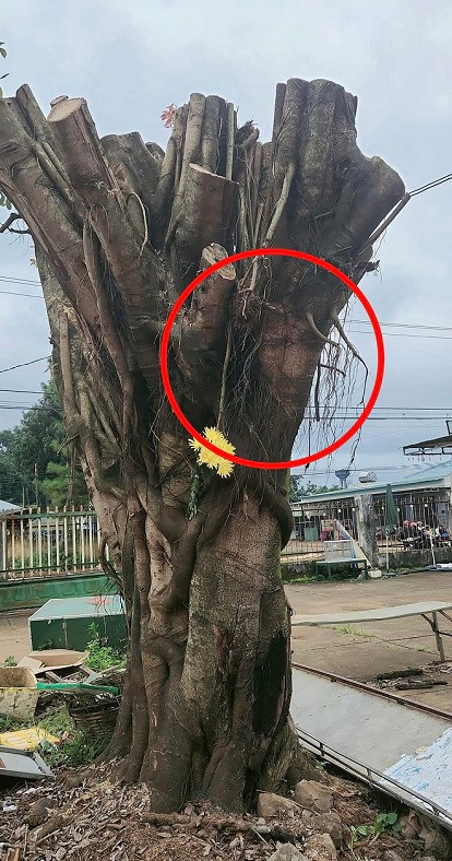 Cây si có hình mặt người ở khu chợ thu hút nhiều người đến cầu nguyện, dâng hoa suốt nhiều ngày qua