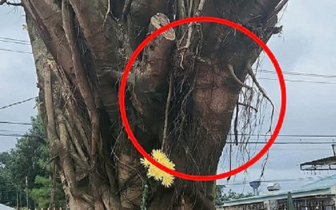 Cây si có hình mặt người ở chợ Gia Lai được di dời về đâu? Ảnh 2