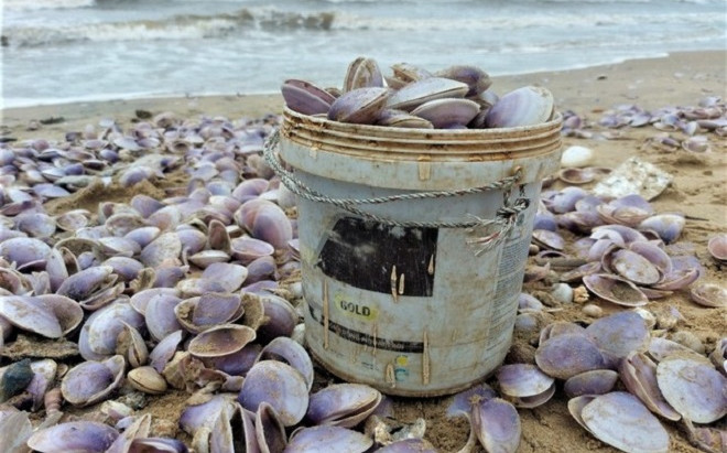 'Lộc biển' dạt vào bờ biển Hà Tĩnh dày đặc, người dân đổ xô đi nhặt Ảnh 2