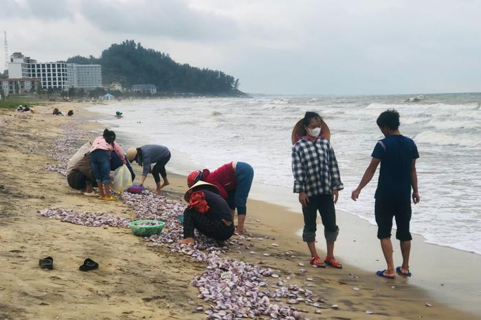 'Lộc trời' dạt vào bờ biển, bà con Hà Tĩnh đổ xô đi nhặt thu tiền triệu mỗi ngày Ảnh 1