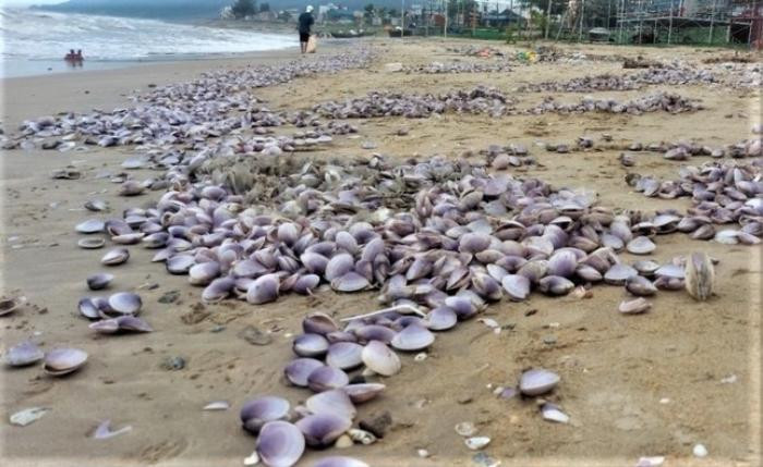 'Lộc trời' dạt vào bờ biển, bà con Hà Tĩnh đổ xô đi nhặt thu tiền triệu mỗi ngày Ảnh 6