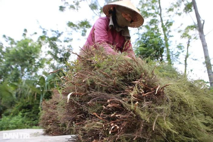 Nông dân phấn khởi vì kiếm hàng chục triệu đồng từ loài cây mọc hoang trên đồi Ảnh 3