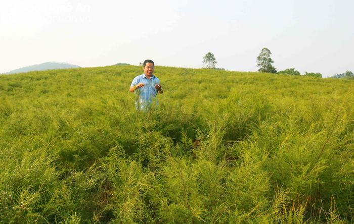 Nông dân phấn khởi vì kiếm hàng chục triệu đồng từ loài cây mọc hoang trên đồi Ảnh 1