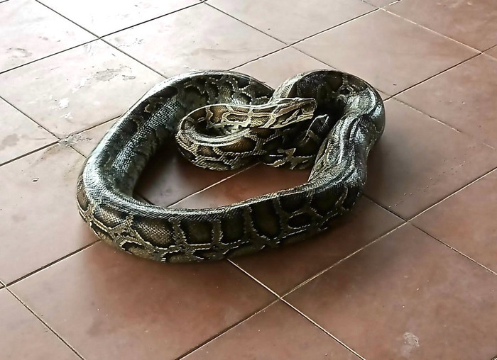 Con trăn bị người dân vây bắt khi đang nuốt 1 con dê. Ảnh: Dân Việt