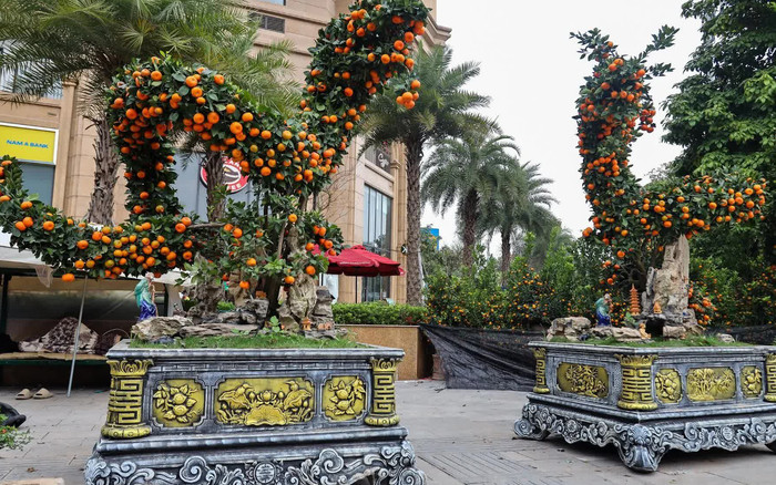 Đã mắt với hai cây quất được tạo dáng hình rồng có giá hàng trăm triệu đồng Ảnh 2