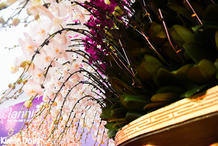  Chậu lan hồ điệp này hiện được rao bán với giá hơn 3,8 tỷ đồng. Ảnh: Kinh tế đô thị