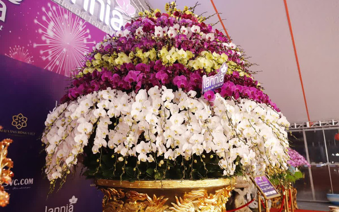 Chiêm ngưỡng chậu lan hồ điệp được rao bán với giá gần 4 tỷ đồng phục vụ dịp Tết Nguyên đán Ảnh 2