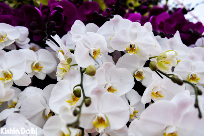 Chậu lan được tạo nên từ hơn 2.000 cành lan hồ điệp Đà Lạt. Ảnh: Kinh tế đô thị