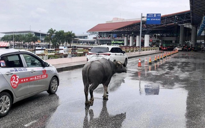 Hi hữu: Một con trâu xuất hiện nhà ga hành khách sân bay Nội Bài Ảnh 2