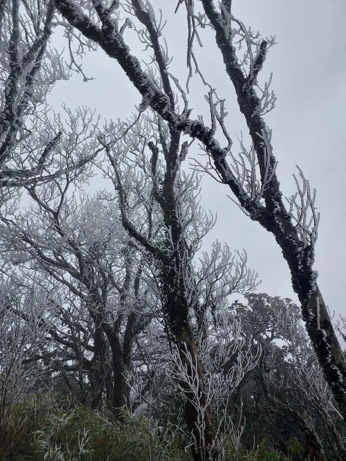 Ông Hoàng Quốc Huy, Trạm trưởng Trạm Khí tượng Mẫu Sơn (Lạng Sơn), cho biết nhiệt độ tại đỉnh Mẫu Sơn hôm nay khoảng xấp xỉ 0 độ C nên các cành cây, ngọn cỏ tại đây đều đóng băng. Ảnh: Báo Thanh Niên