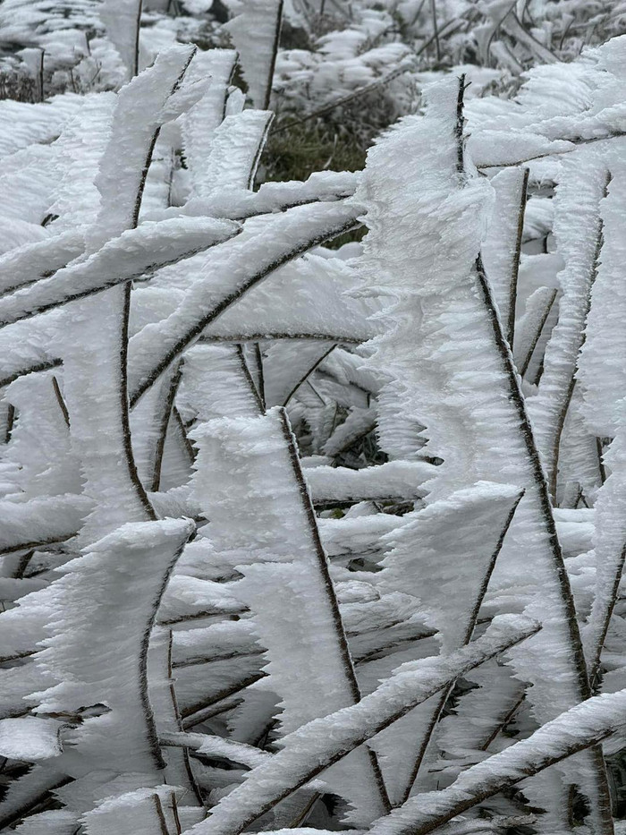 Cận cảnh các lớp băng dày bám trên cây cối. Ảnh: Nguyen Truong Giang/Beat Lạng Sơn