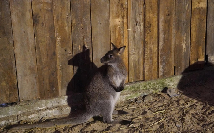 Các cá thể chuột túi được phát hiện ở Cao Bằng hiện ra sao? Ảnh 2