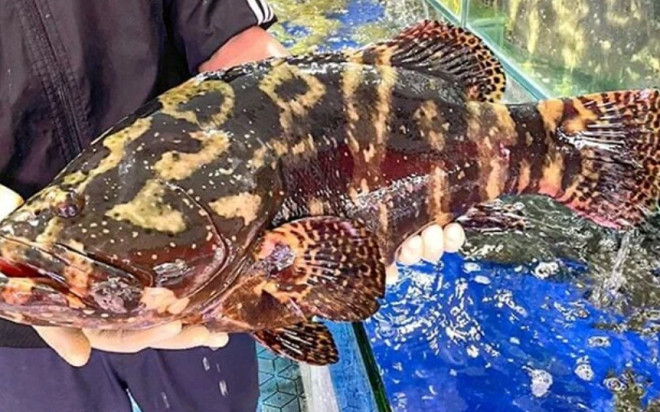 Một doanh nghiệp chi tiền tỷ mua 18 tấn cá song là quà Tết tặng nhân viên Ảnh 2