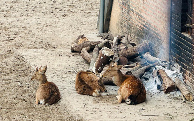 Sự thật bên trong sở thú Hà Nội những ngày rét 10 độ C: Động vật có 'co ro trong giá rét' như lời đồn? Ảnh 2