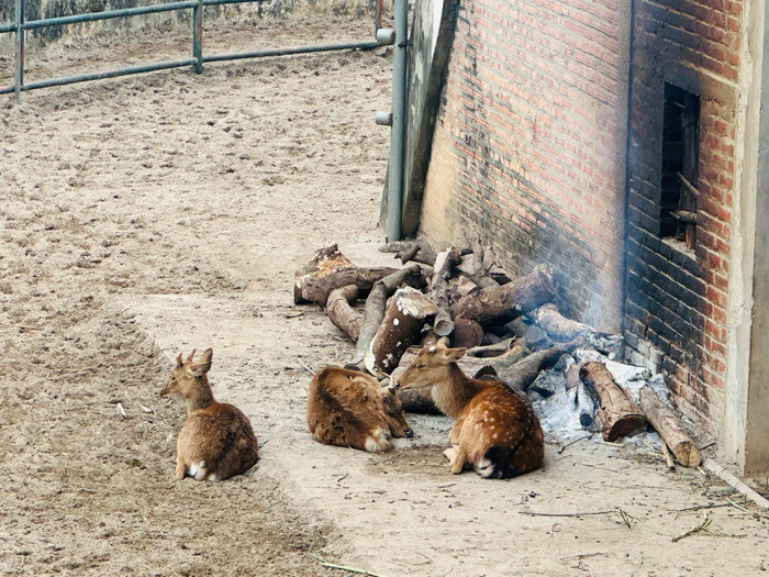 Những động vật ở ngoài trời như hươu, nai, vườn thú đốt củi sưởi 24/24 giờ để các con vật quây quần chống rét