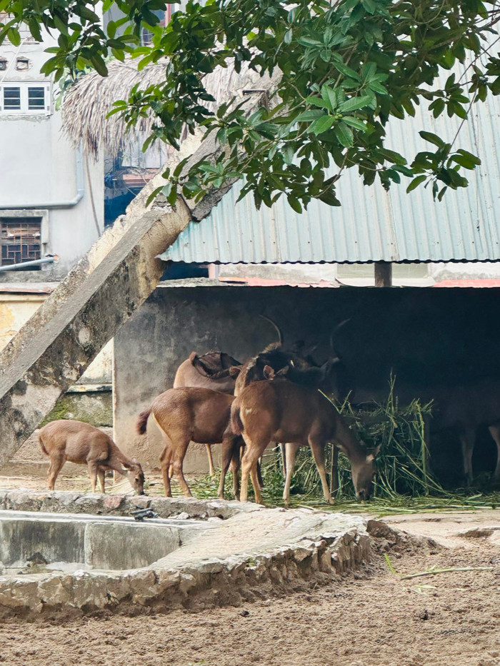 Giám đốc vườn thú cho biết, để giúp động vật có năng lượng chống rét đơn vị cũng tăng khẩu phần dinh dưỡng.  
