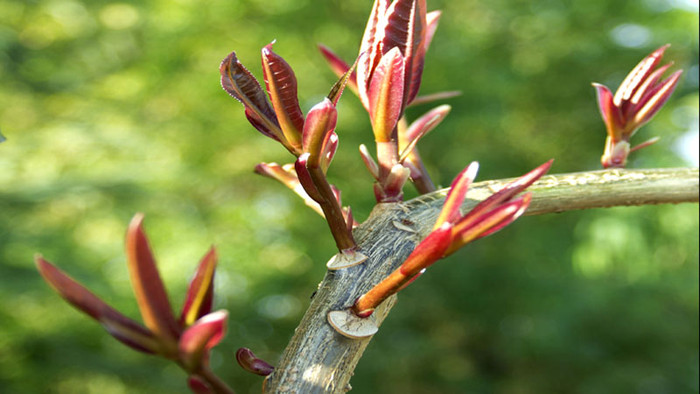 Khi hái lộc đầu năm, cần lựa chọn cẩn thận để không mang theo sát khí vào nhà. Ảnh minh họa