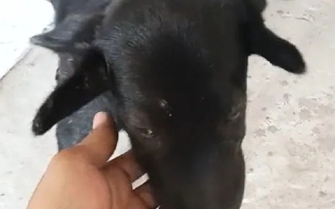 Chú chó ở Trà Vinh có tận 4 tai, nhiều người hỏi mua với giá cao Ảnh 2