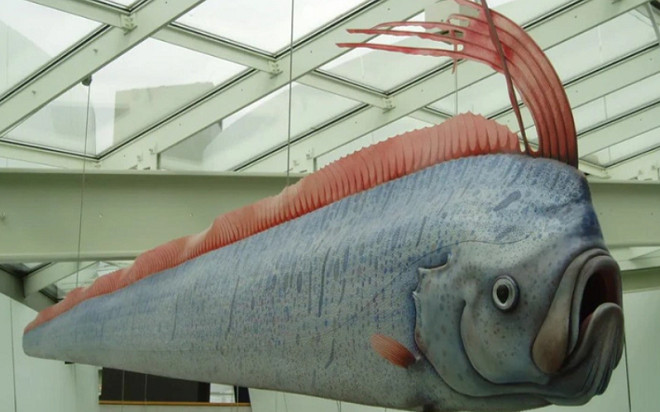 Cá mái chèo xuất hiện tại vùng biển Thái Lan, ngư dân lo lắng về dấu hiệu cảnh báo thảm họa Ảnh 2