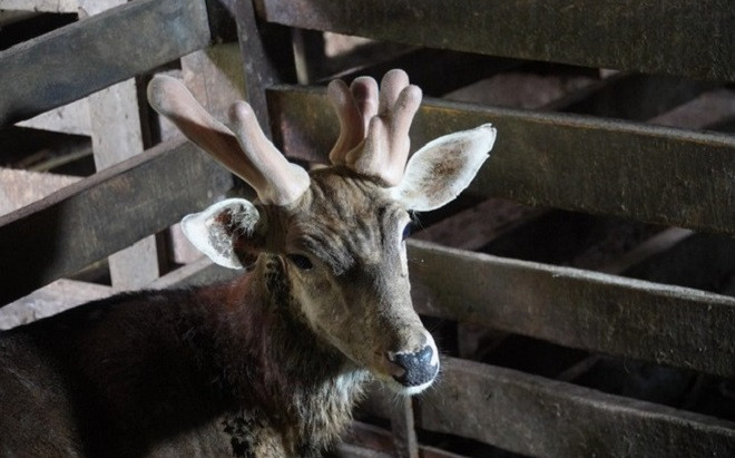 Hiếm lạ chú hươu sao 3 sừng 'sinh lộc' cho gia đình nông dân ở Hà Tĩnh Ảnh 2