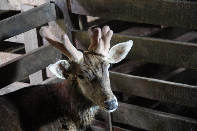 Chú hươu sao mọc 3 sừng độc lạ ở Hà Tĩnh