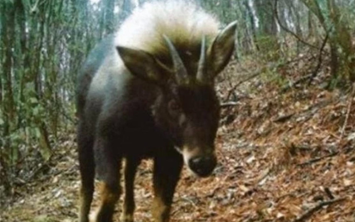 Loài vật quý hiếm nhất hành tinh bị tuyệt chủng 500.000 năm bất ngờ hồi sinh kinh ngạc Ảnh 2