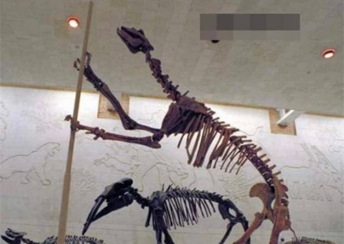 Các nhà nghiên cứu xác định đây là loài động vật có vú.