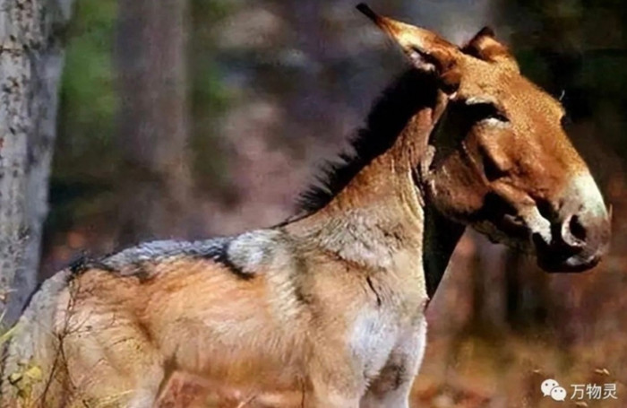 Loài vật quý hiếm nhất hành tinh bị tuyệt chủng 500.000 năm bất ngờ hồi sinh kinh ngạc Ảnh 2