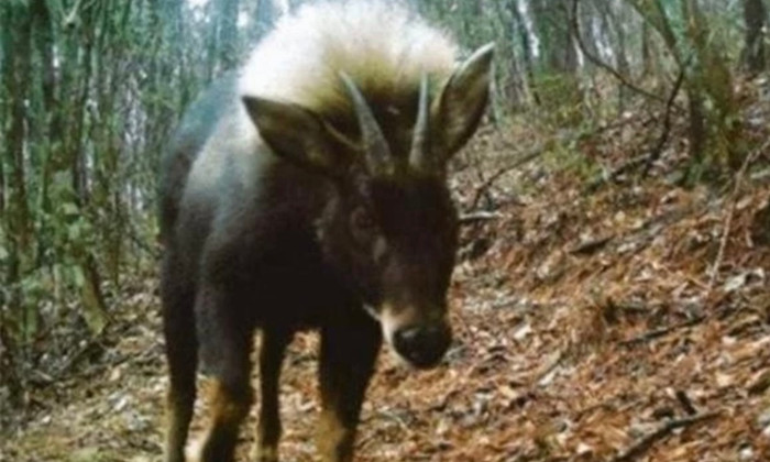 Loài sói quý hiếm tuyệt chủng 500.000 năm bỗng tái xuất .