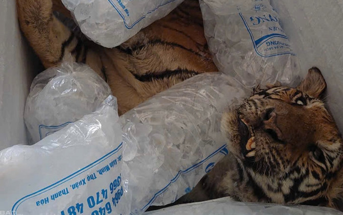 Hai con hổ chết bất thường tại trang trại nuôi nhốt trái phép, cơ quan chức năng vào cuộc Ảnh 2