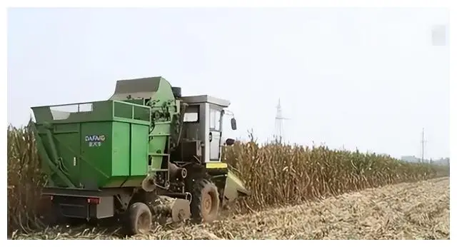 3 hộ dân trồng ngô dường như lâm vào cảnh mất trắng.