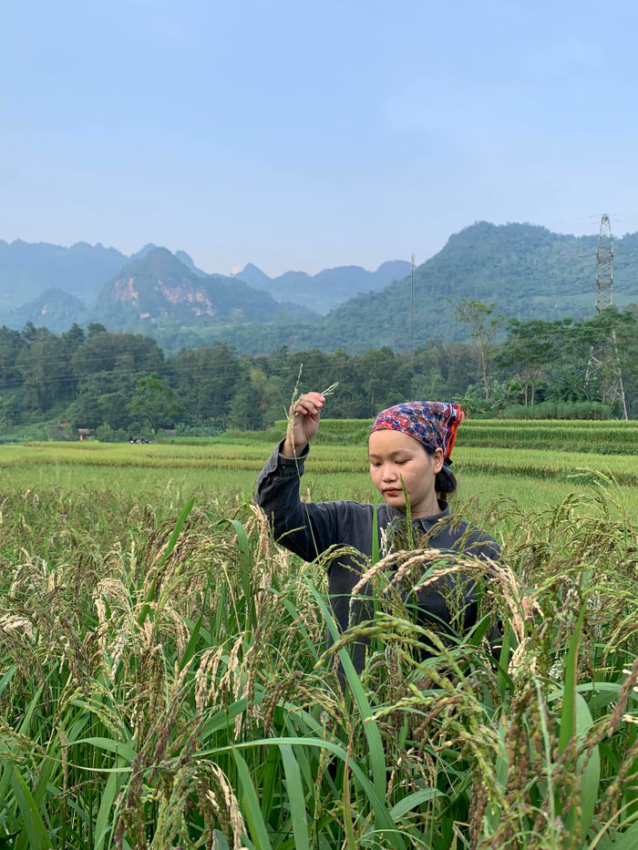 Hoài Thương đang tất bật thu hoạch cốm.