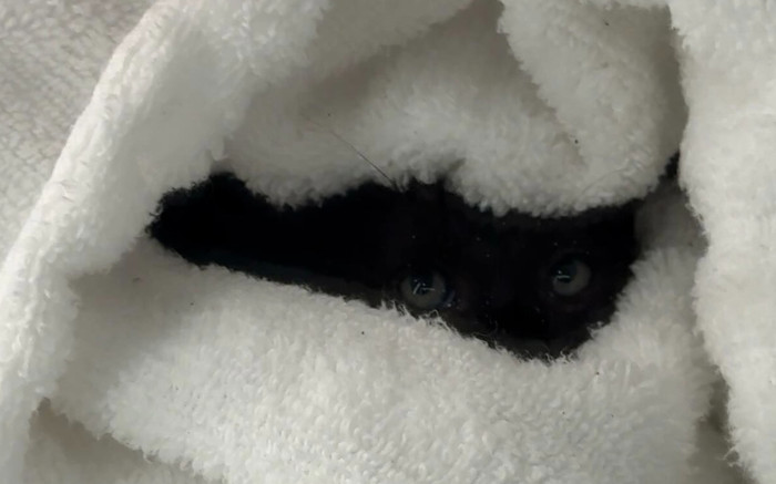 Phát hiện con vật lạ trên bờ biển trước siêu bão, cô gái đem về và nhận kết quả bất ngờ Ảnh 2