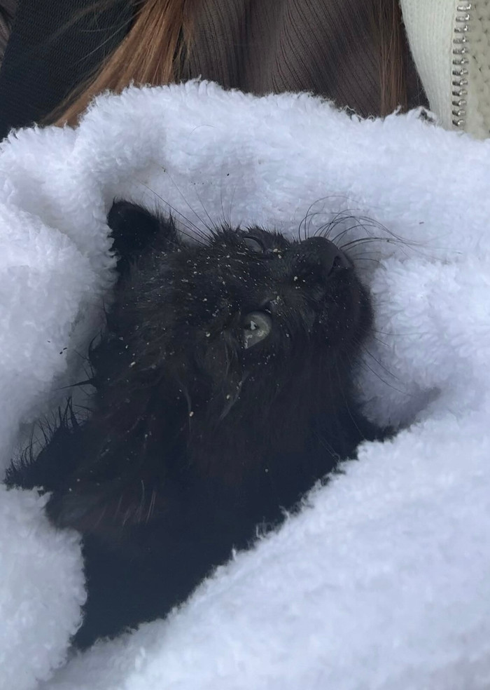 Nhặt sinh vật kỳ lạ trước cơn bão Milton, cô gái mang về nhà và cái kết ngoài dự đoán.