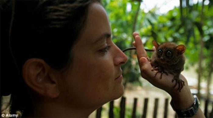 Khỉ lùn Tarsier nhỏ bé như chuột, nằm gọn trong lòng bàn tay con người.