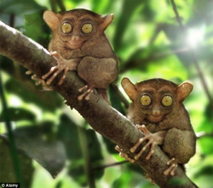 Loài động vật quý hiếm này sở hữu đôi mắt lồi, bàn tay 5 ngón như con người.