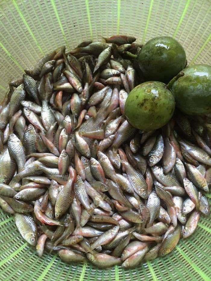 Cá đòng đong là loại cá xuất hiện vào cuối mùa mưa ở miền Trung.