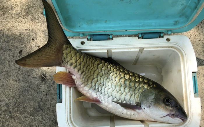 Bởi vì ăn trầm hương nên loại cá này có thịt ngọt, thơm.