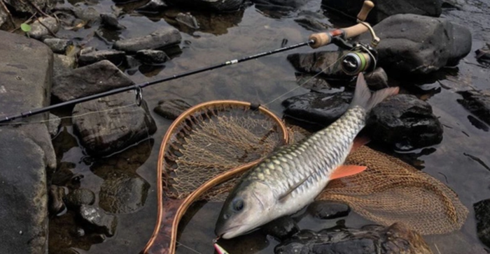 Cá trầm hương là đặc sản quý hiếm ở Cao Bằng, có vị ngon ngọt mùi trầm khiến ai ăn cũng mê.