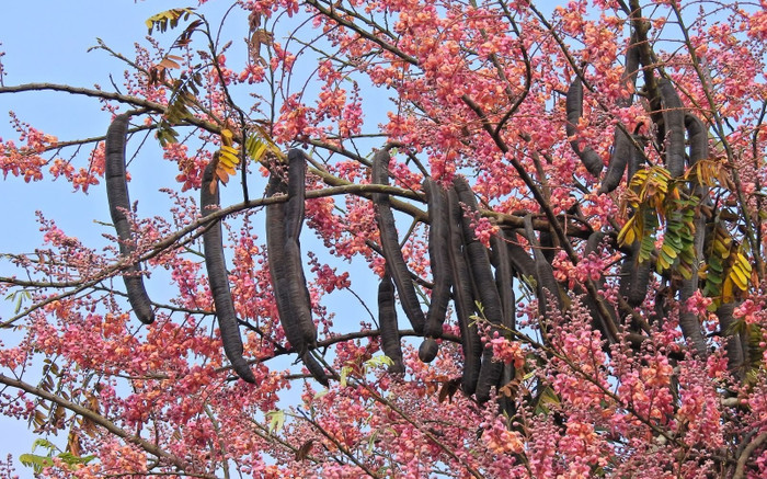 Loại quả xưa chín rụng không ai nhặt, giờ thành đặc sản được ưa chuộng, 130.000 đồng/kg Ảnh 2