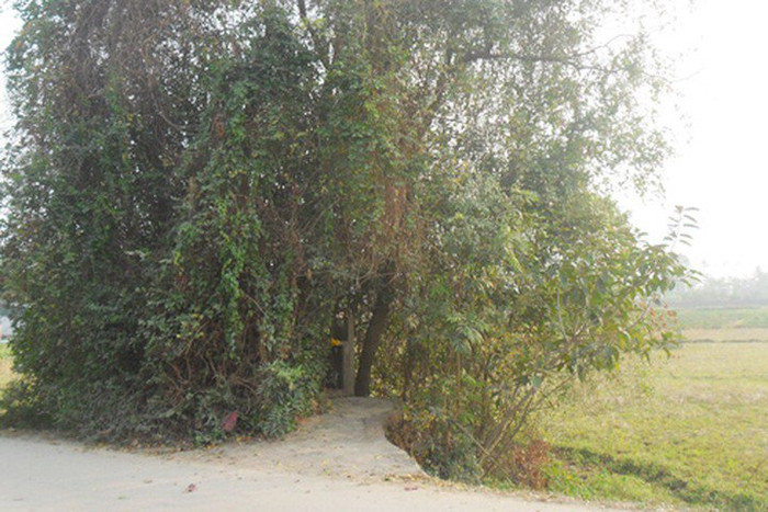 Khu mộ nằm ở nơi cây cối rậm rạp.