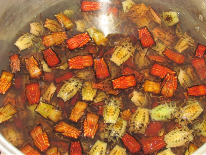 Ở Sơn La, bọ xịt là đặc sản nổi tiếng.