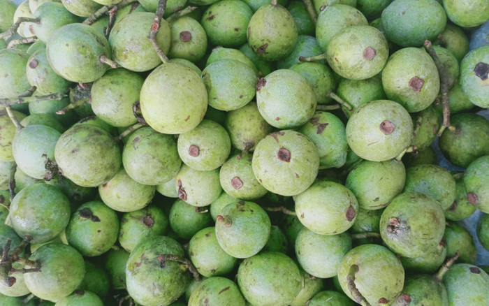 Loại quả xưa chín rụng chẳng ai thèm ăn, giờ thành đặc sản được ưa chuộng vì ngon, 70.000 đồng/kg Ảnh 2