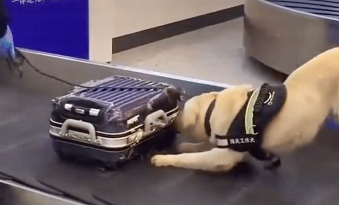 Cô gái hoảng sợ khi vali bị chó nghiệp vụ đánh hơi liên tục tại sân bay, nhưng sự thật hài hước khiến ai cũng bật cười.