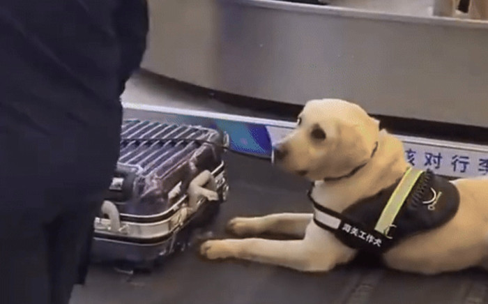 Chó nghiệp vụ đánh hơi náo loạn sân bay, cô gái thót tim vì sợ bị gài bẫy và cái kết bất ngờ Ảnh 2