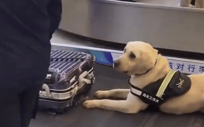 Đang đợi hành lý, cô gái hoảng loạn khi vali bị kiểm tra vì chó nghiệp vụ.