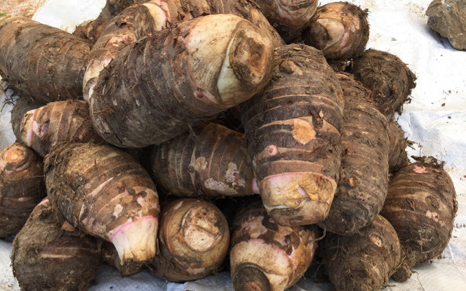 Loại củ xưa là món ăn cứu đói, giờ thành đặc sản dân phố ưa chuộng vì đặc biệt, 80.000 đồng/kg Ảnh 2