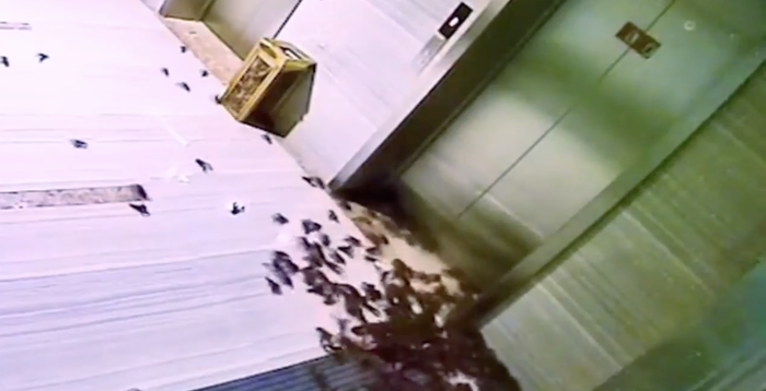 Hàng nghìn con tôm hùm đất đã chui ra ngoài.